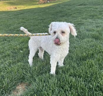 Poodle Dogs Available for Adoption - Popeye | PetCurious