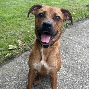 Daisy -  Boxer Dog for Adoption in Waynesburg, Pennsylvania - Daisy | PetCurious