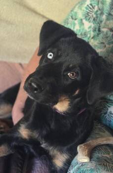 Rescue Shepherd and Husky Dogs for Adoption in Tehachapi, California - Gisele | PetCurious