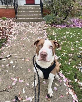 Mixed Breed Dogs Available for Adoption in Blue Island, Illinois - Reggie | PetCurious