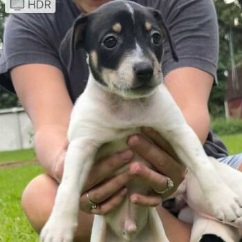 Rescue Rat Terrier and Dachshund Dogs for Adoption in Baton Rouge, Louisiana - Ethan | PetCurious
