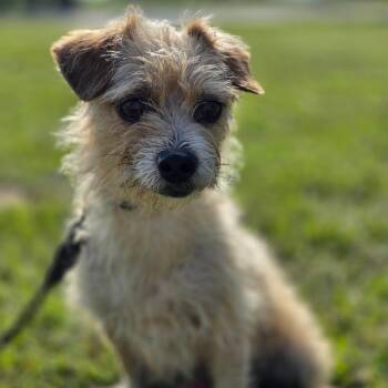 Jax -  Wirehaired Terrier Dog for Adoption in Sealy, Texas - Jax | PetCurious