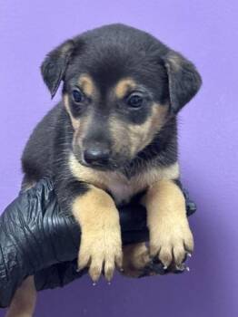 61765168 -  Rottweiler and Mixed Breed Dog for Adoption in El Paso, Texas - 61765168 | PetCurious