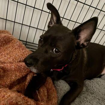 Dr Pepper -  Mixed Breed Dog for Adoption in Gainesville, Florida - Dr Pepper | PetCurious
