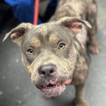 Stitch -  Mixed Breed Dog for Adoption in Columbiana, Alabama - Stitch | PetCurious