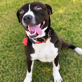 Goofy -  Mixed Breed Dog for Adoption in Houston, Texas - Goofy | PetCurious