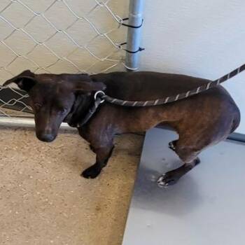 Mixed Breed Dogs Available for Adoption - 104587 | PetCurious