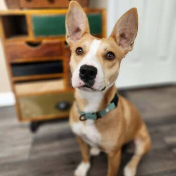 Chevelle -  Pit Bull Terrier and Mixed Breed Dog for Adoption in Olathe, Kansas - Chevelle | PetCurious