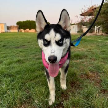 Sweetie -  Siberian Husky Dog for Adoption in New York, New York - Sweetie | PetCurious