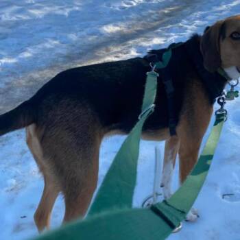 Hound and Mixed Breed Dogs Available for Adoption - Shamrock | PetCurious