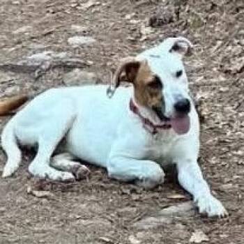 Daphne -  Mixed Breed Dog for Adoption in Little Rock, Arkansas - Daphne | PetCurious