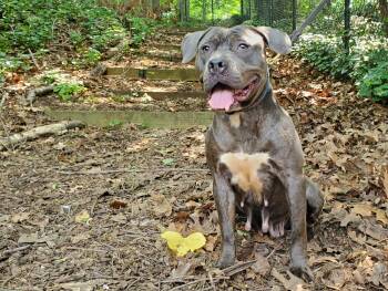 Rescue Pit Bull Terrier Dogs for Adoption in Port Washington, New York - Bessie | PetCurious