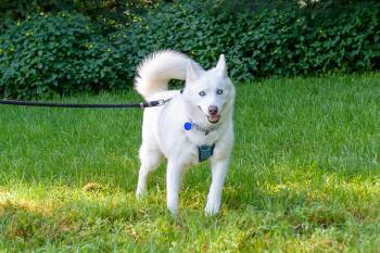 Rescue Siberian Husky Dogs for Adoption in Omaha, Nebraska - Lizzie | PetCurious