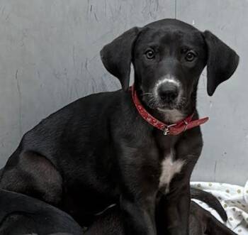 Stevie -  Labrador Retriever and Mixed Breed Dog for Adoption - Stevie | PetCurious