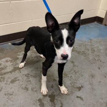 Mixed Breed Dogs Available for Adoption in Memphis, Tennessee - TOOTSIE POP | PetCurious