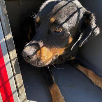Zane -  Rottweiler and Mixed Breed Dog for Adoption in Montgomery, Alabama - Zane | PetCurious
