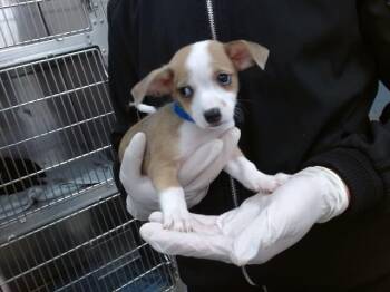 Chihuahua Dogs Available for Adoption in Salinas, California - LUCKY | PetCurious