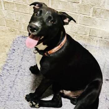 American Staffordshire Terrier and Mixed Breed Dogs Available for Adoption in Houston, Texas - Galaxy | PetCurious