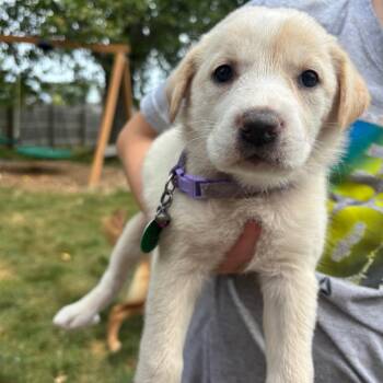 Phlox -  Mixed Breed Dog for Adoption in Buffalo, Minnesota - Phlox | PetCurious