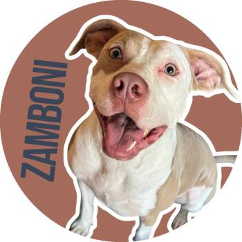 Rescue American Staffordshire Terrier Dogs for Adoption in Fort Worth, Texas - Zamboni | PetCurious