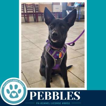 Pebbles (Blue