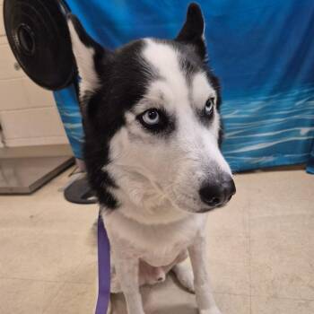 Husky Dogs Available for Adoption in Lake Panasoffkee, Florida - Max | PetCurious