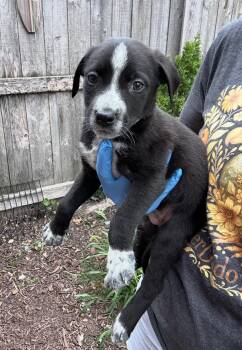 Babolet -  Australian Cattle Dog Blue Heeler Dog for Adoption in Bull Valley, Illinois - Babolet | PetCurious