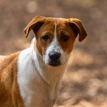 Velveeta -  Beagle and Mixed Breed Dog for Adoption in Decatur, Georgia - Velveeta | PetCurious