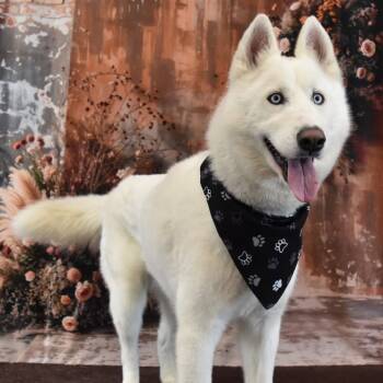 Rescue German Shepherd Dog Dogs for Adoption in Yuma, Arizona - Peter | PetCurious