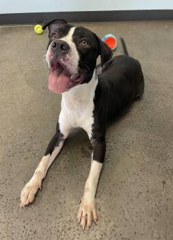 Rescue Mixed Breed Dogs for Adoption in Mishawaka, Indiana - Rookie | PetCurious