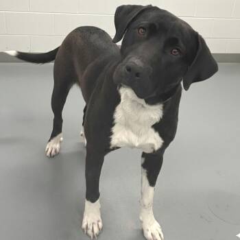 Mixed Breed Dogs Available for Adoption - Comby | PetCurious