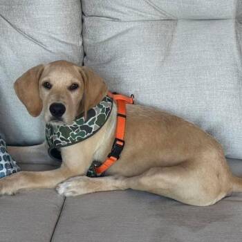 Jack -  Yellow Labrador Retriever Dog for Adoption in Grand Bay, Alabama - Jack | PetCurious