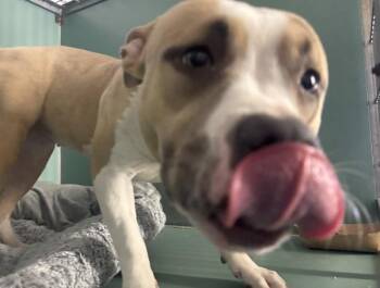 Mixed Breed Dogs Available for Adoption - Butterscotch | PetCurious