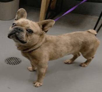 Charger -  French Bulldog Dog for Adoption in Vancouver, Washington - Charger | PetCurious