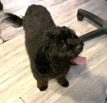 Bella -  Poodle Dog for Adoption in Canutillo, Texas - Bella | PetCurious