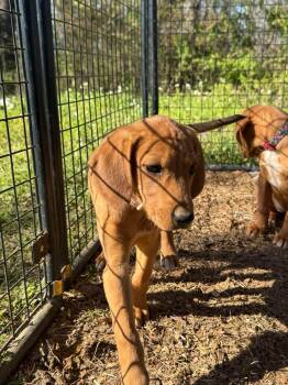 Hound Dogs Available for Adoption in Warwick, Rhode Island - Rose JM In RI | PetCurious
