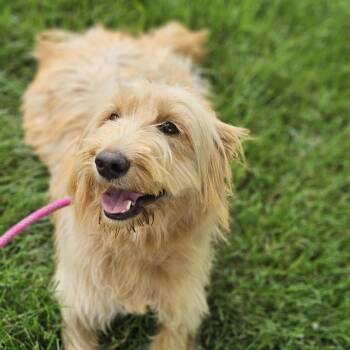 Goldendoodle Dogs Available for Adoption in Shiloh, Illinois - Shagalicious Springfield | PetCurious