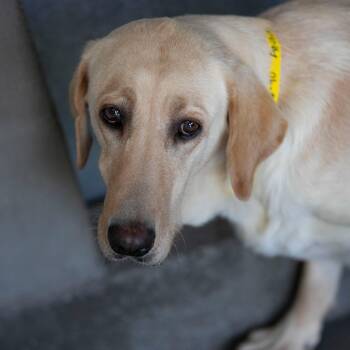 Annie (MY26-90) -  Labrador Retriever Dog for Adoption in Peyton, Colorado - Annie (MY26-90) | PetCurious