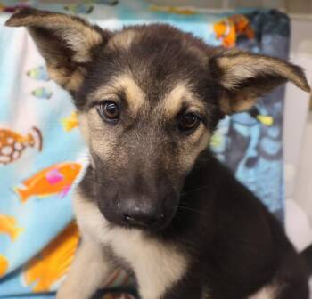 Quibble -  German Shepherd Dog Dog for Adoption in Thief River Falls, Minnesota - Quibble | PetCurious