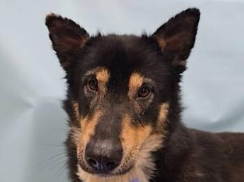 Buck -  Siberian Husky and Shepherd Dog for Adoption in Minneapolis, Minnesota - Buck | PetCurious