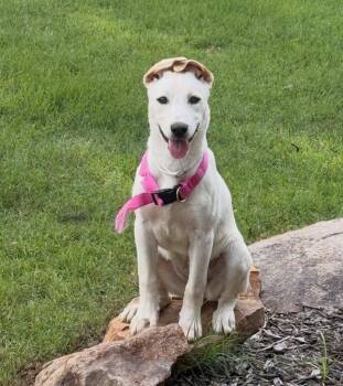 Shepherd and Catahoula Leopard Dog Dogs Available for Adoption in Little Rock, Arkansas - Karen | PetCurious