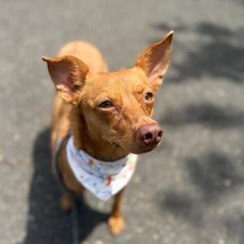 Ari -  Chihuahua and Mixed Breed Dog for Adoption in Newberg, Oregon - Ari | PetCurious