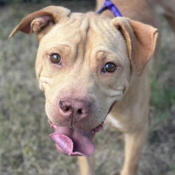 Rescue Terrier Dogs for Adoption in Marshall, Texas - Koe | PetCurious
