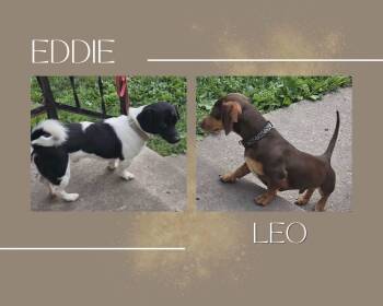 Edison -  Dachshund Dog for Adoption in Tracy, Minnesota - Edison | PetCurious