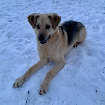 Husky Dogs Available for Adoption - Glacier | PetCurious