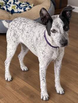 Fergie -  Australian Cattle Dog Blue Heeler and Cattle Dog Dog for Adoption in Milton, Georgia - Fergie | PetCurious