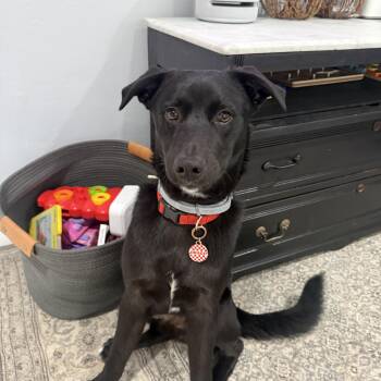 Jake- puppy fun -  German Shepherd Dog and Husky Dog for Adoption in Los Angeles, California - Jake- Puppy Fun | PetCurious