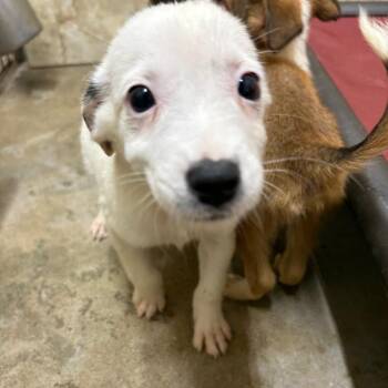 Lillian -  Australian Shepherd and Mixed Breed Dog for Adoption in Austin, Texas - Lillian | PetCurious