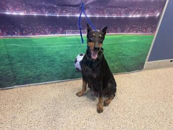 SASHA -  Doberman Pinscher Dog for Adoption in Doral, Florida - SASHA | PetCurious