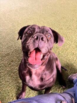 BANDITO -  Mastiff Dog for Adoption in Woodland, California - BANDITO | PetCurious